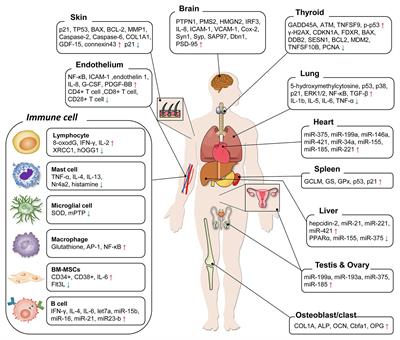 Organ-Specific Effects of Low Dose Radiation Exposure: A Comprehensive Review